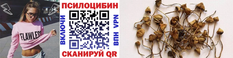 Псилоцибиновые грибы Cubensis  Купить где  Калининск 